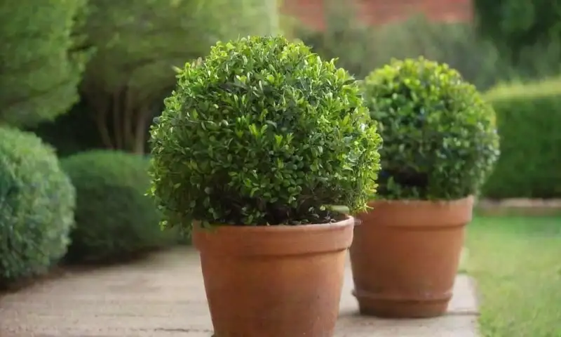 Unos boxwoods verdes y bien cuidados en macetas de terracota, con hojas brillantes bajo la luz suave, crean una atmósfera serena de jardín