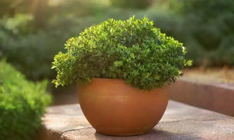 Un exuberante boxwood en una maceta de terracota