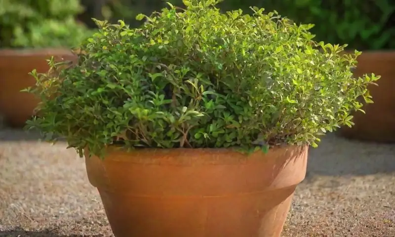 Un arbusto de boj bien cuidado en una maceta de terracota con hojas verdes brillantes y un entorno de jardín difuminado