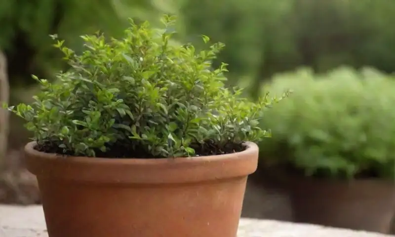 Un planta de boj bien cuidada en una maceta marrón resalta su follaje verde brillante y detalles sutiles en un entorno sereno de jardín