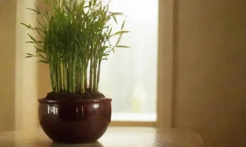Una planta de bambú vibrante en un jarrón de cristal captura la luz natural, mostrando un equilibrio de verdes y sombras en un ambiente tranquilo