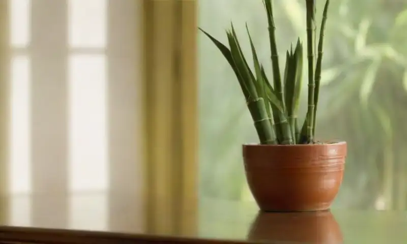 Una habitación iluminada por el sol presenta una mesa de madera con un jarrón de cristal lleno de bambú, creando una atmósfera cálida y armoniosa