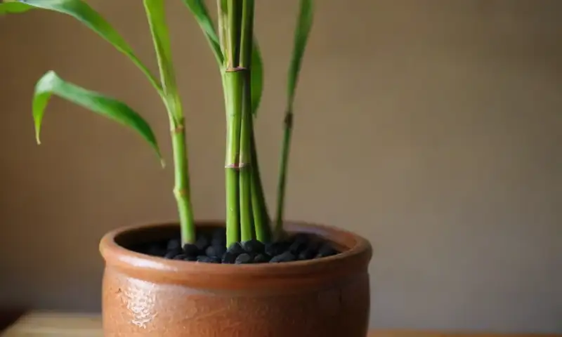 Un primer plano de un bambú en una maceta de cerámica con tallos verdes y hojas brillantes, rodeado de tierra oscura y pequeñas piedras, iluminado suavemente