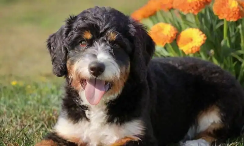 Un Bernedoodle esponjoso juega en un claro de hierba verde, reflejando compañerismo y alegría