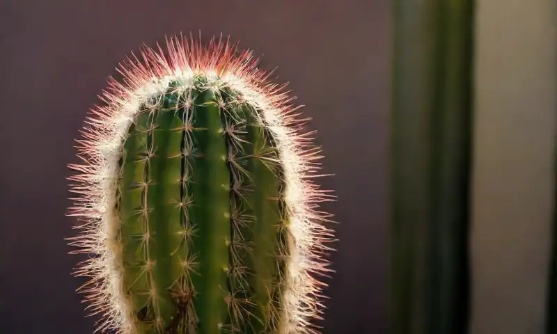 Un cactus verde con espinas amarillas exhibe cochinillas blancas en su superficie, iluminado por la luz de la mañana que resalta su textura y lucha contra la infestación