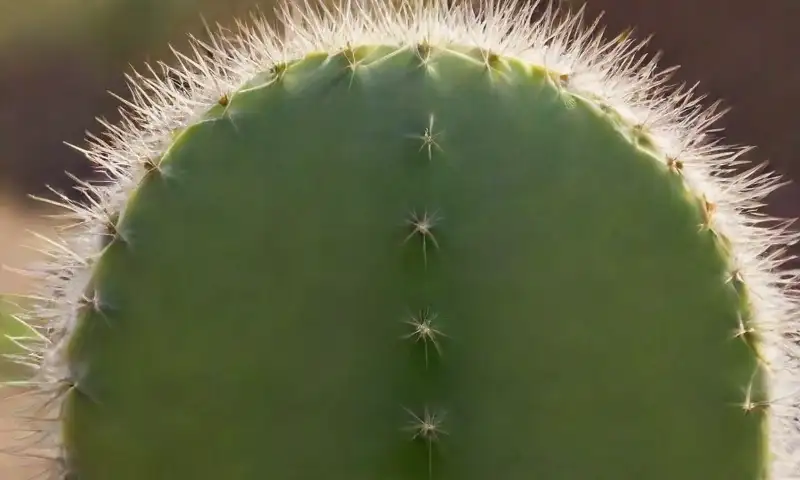 Primer plano de un cactus blanco, espinoso y texturizado, iluminado por la luz solar con un fondo de hojas verdes difusas