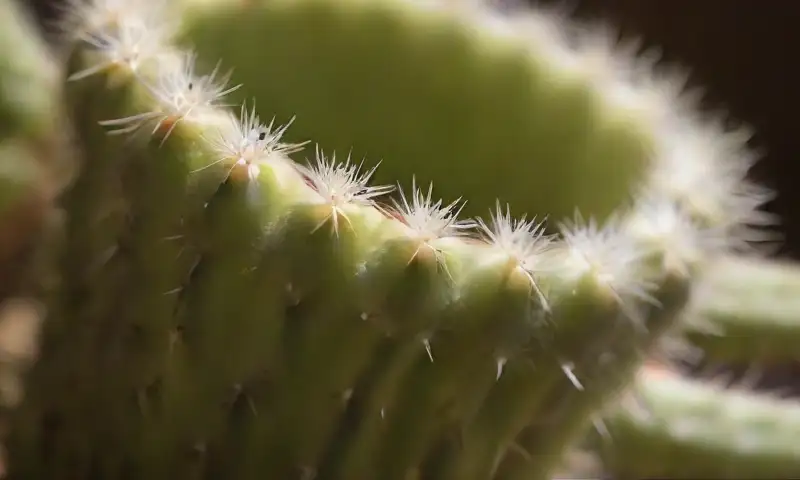 Un primer plano de un cactus blanco muestra sus espinas delicadas