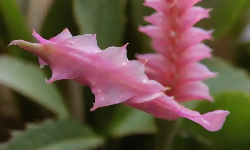 Un cactus de Navidad en primer plano muestra flores rosadas brillantes y pétalos aterciopelados bajo una luz cálida