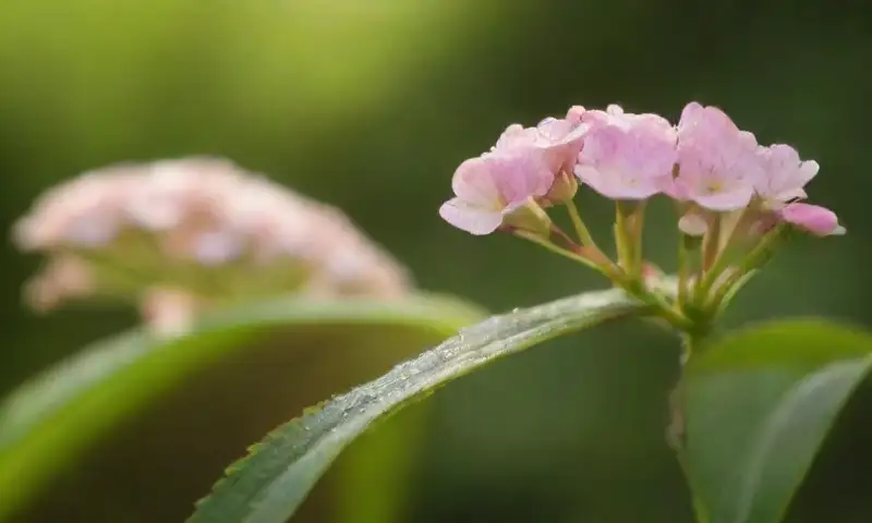 Una planta de Chamelaucium uncinatum florece en un jardín iluminado