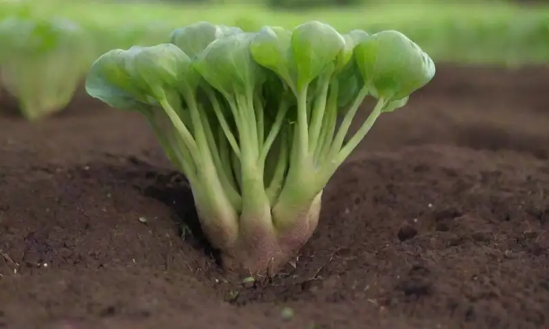 Suelo marrón rico con chayotes verdes, hojas brillantes, luz suave, sombras delicadas y un cielo azul