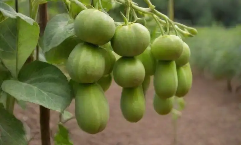Plantas de chayote verdes trepando en un enrejado de madera, con hojas brillantes, flores blancas, frutos maduros y la luz del sol filtrándose entre la vegetación