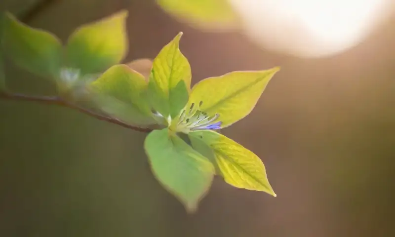 Hojas verdes de clemátide con flores moradas floreciendo bajo la luz dorada del atardecer, creando un ambiente vibrante y saludable