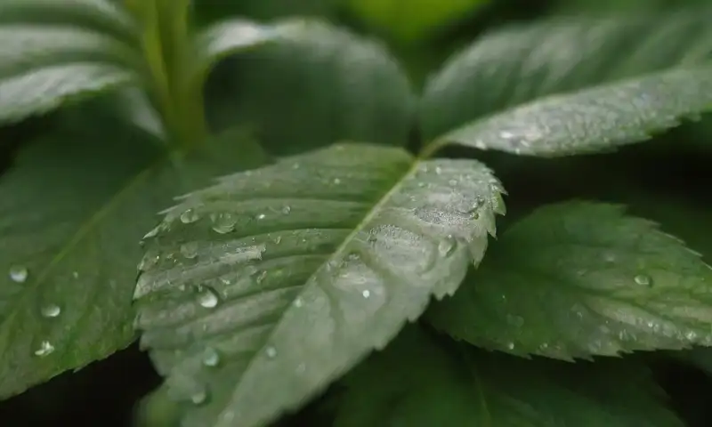 Una planta vibrante y exuberante muestra hojas verdes densas con escamas blancas, gotas de agua y un entorno natural en equilibrio