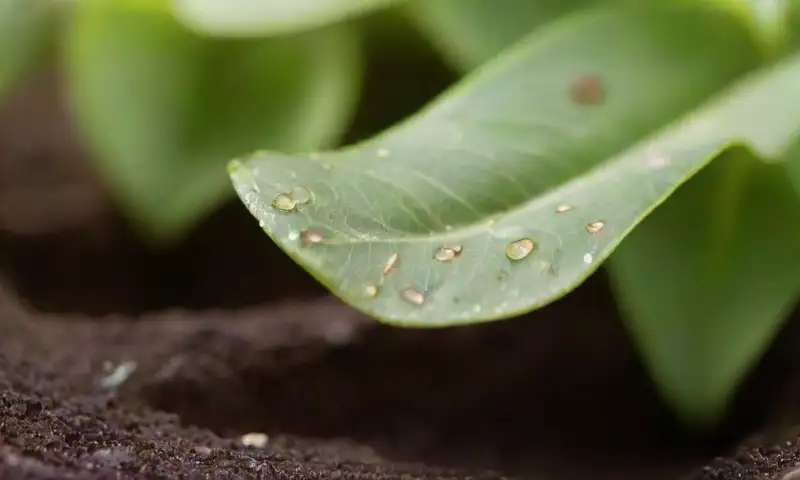 Un paisaje de hojas verdes brillantes con insectos blancos y un ambiente de jardín en suave luz filtrada