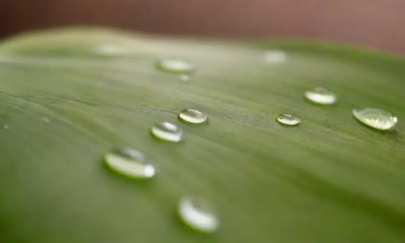 Un primer plano de una hoja infestada de cochinillas resalta su vibrante verde y detalles brillantes en un entorno iluminado por la luz suave de la tarde