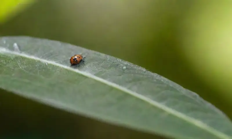 Una planta verde y saludable con hojas brillantes y detalles de pequeños insectos, bajo un canopy vibrante, refleja una rica biodiversidad en un entorno natural