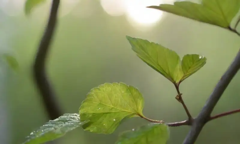 Una escena de jardín soleado con hojas verdes brillantes