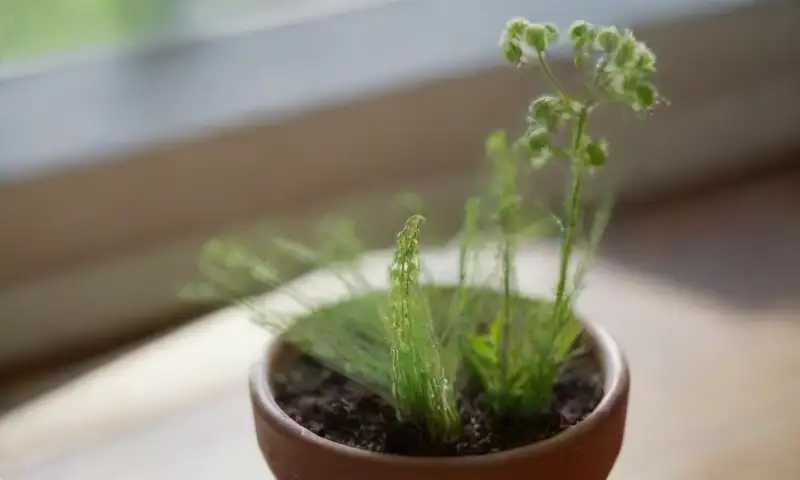 Una planta verde vibrante junto a un frasco de aceite de neem, con áfidos blancos y una cálida luz que realza su belleza natural