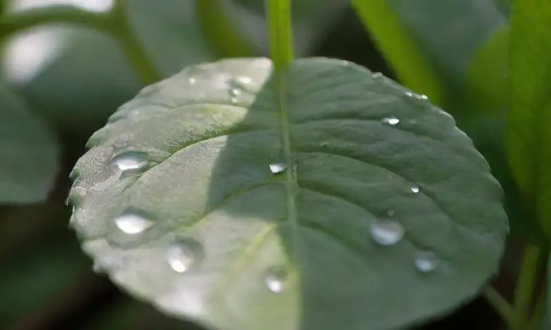 Una planta con hojas verdes y brillantes cubiertas de rocío, infestadas de cochinillas blancas, en un ambiente iluminado por la luz del sol