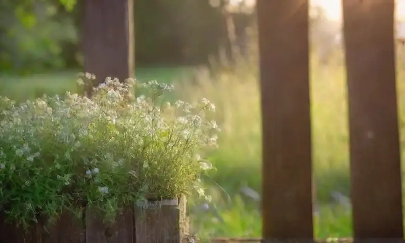 Una cerca de madera rústica y desgastada se encuentra en un jardín iluminado por el sol, rodeada de flores blancas y hierba seca, creando un ambiente natural y tranquilo