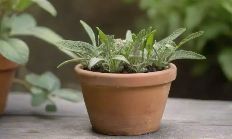 Un jardín soleado con plantas de salvia verde y frondosa