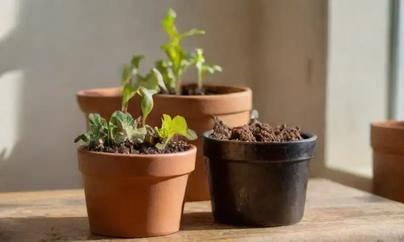 Una mesa de madera rústica con luz solar, junto a un frasco de humus y lechugas frescas, mientras manos enguantadas interactúan con lombrices y macetas que muestran brotes y tierra, todo iluminado por un cálido resplandor