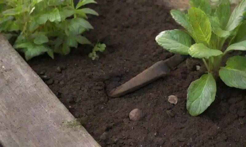 Un jardín vibrante y bien cuidado con suelo fértil, flores coloridas, herramientas de jardinería y luz suave filtrándose entre los árboles