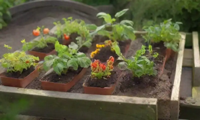 Un jardín verde con camas de madera