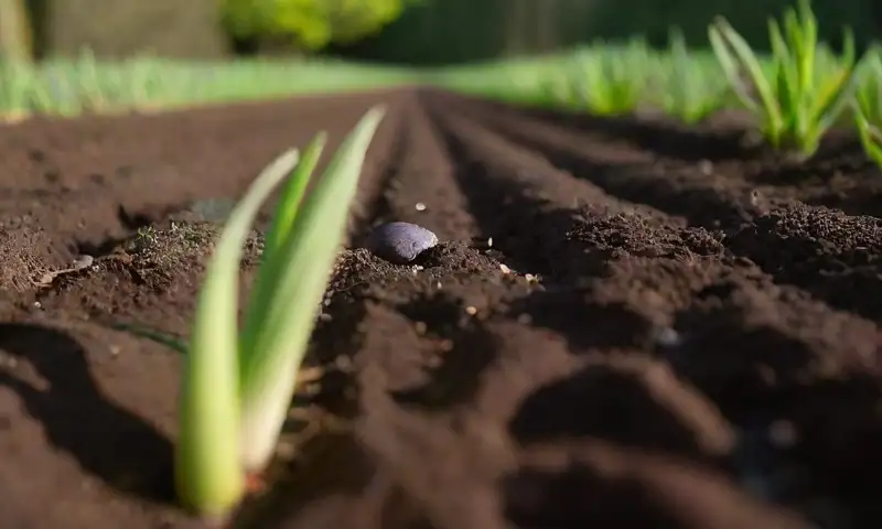 Un jardín soleado con hileras de ajo verde, tierra fresca y húmeda, y rayos de luz creando sombras y reflejos en el entorno
