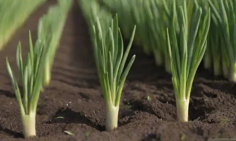 Un jardín cultivado resplandece con hileras de ajo verde bajo un suave sol, rodeado de colinas y un cielo azul