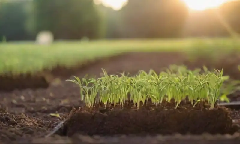 Un jardín soleado muestra hileras de suelo marrón con brotes verdes de ajo bajo una luz cálida y suave brisa