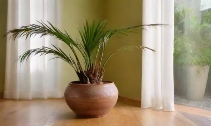 Un espacio interior exuberante con luz filtrada, una palmera areca verde y húmeda, y una sensación de tranquilidad y vida