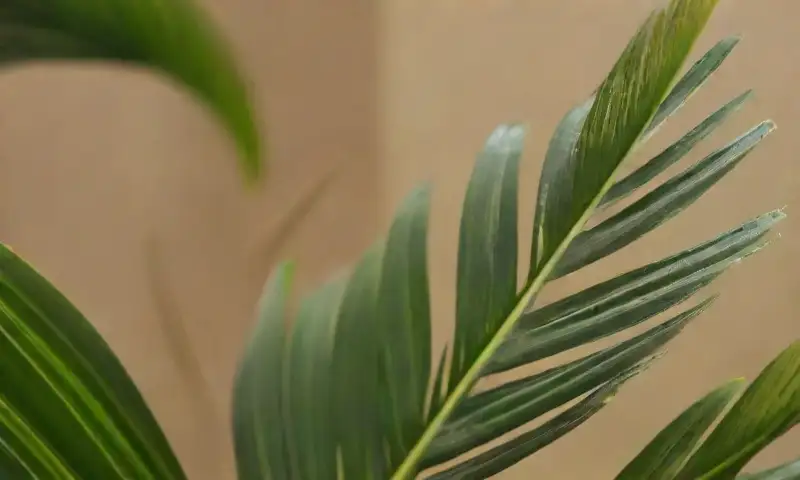Unas hojas de palma areca verde y brillante crean una atmósfera tropical serena con sombras danzantes sobre la arena