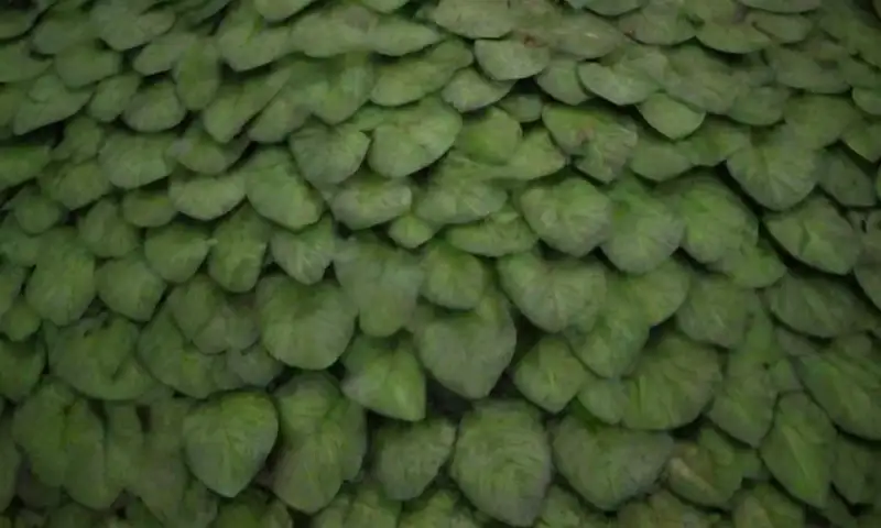 Un entorno natural con hojas verdes brillantes, ramas delgadas y una atmósfera vibrante y relajante