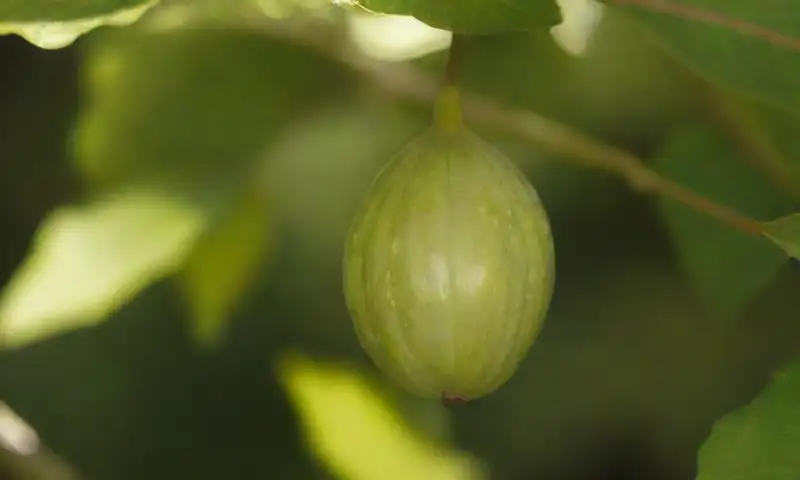 Hojas de higuera verdes y brillantes con higos pequeños entre ellas crean una composición rica en texturas y juegos de luz