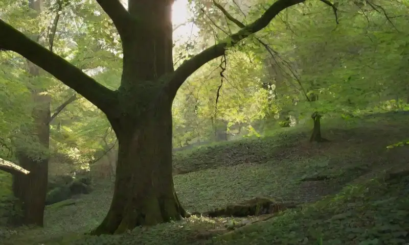 Un árbol con hojas verdes brillantes y un tronco robusto crea un ambiente sereno y equilibrado, lleno de luz y sombras