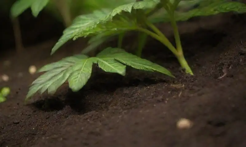 Un oasis tropical con hojas verdes brillantes, raíces gruesas y una suave luz filtrada, crea una atmósfera serena