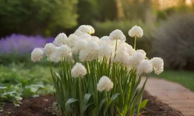 Un jardín sereno con flores de ajo vibrantes, hojas verdes, luz suave y detalles naturales que evocan belleza