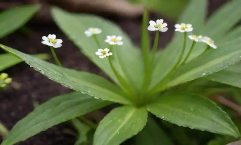 Un jardín vibrante con hojas verdes