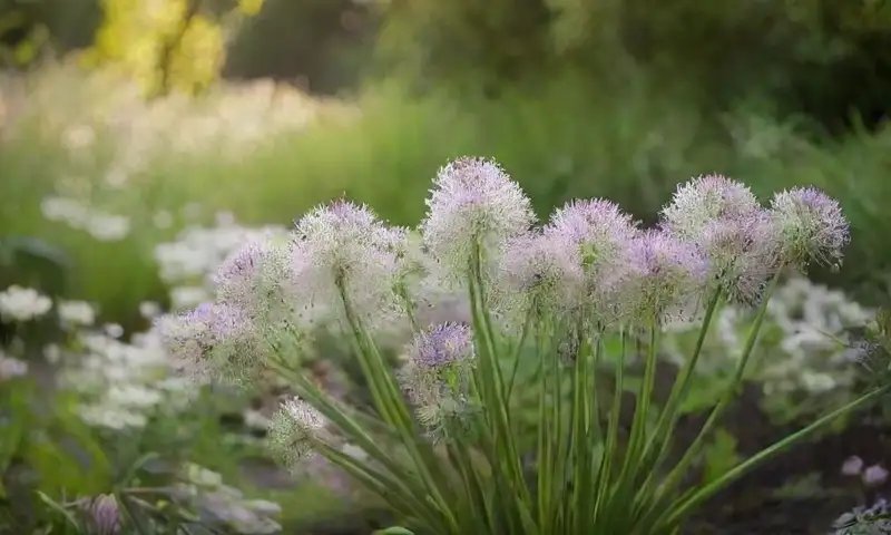 Un jardín vibrante con flores de ajo ornamentales, suaves tonalidades y una atmósfera acogedora