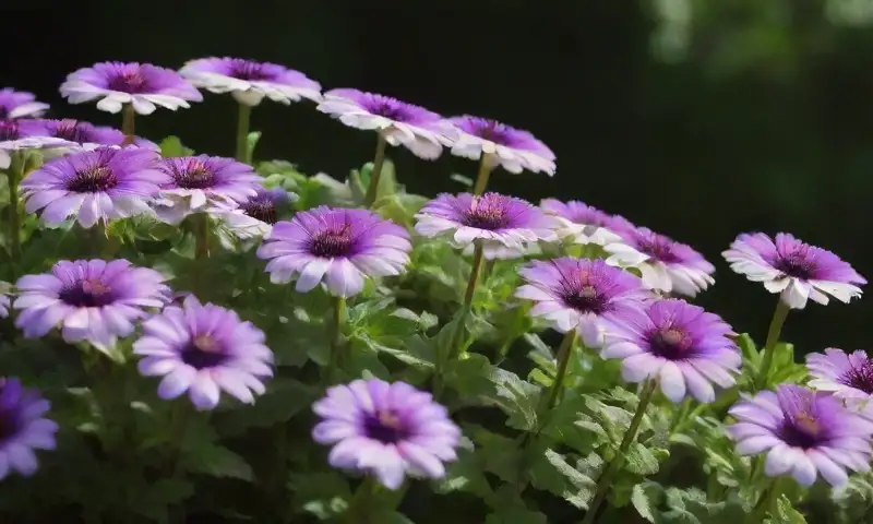 Un vibrante arreglo de flores de cineraria en tonos púrpura y blanco, con hojas verdes brillantes y luz natural que resalta su belleza en un ambiente primaveral