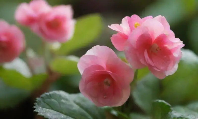 Hojas de begonia vibrantes y brillantes con flores multicolores bajo la luz del sol, creando una atmósfera primaveral equilibrada