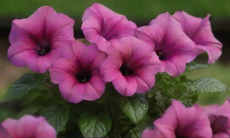 Un jardín vibrante de petunias multicolores brilla con rocío, rodeado de follaje verde y mariposas, mientras la luz del sol crea un ambiente sereno