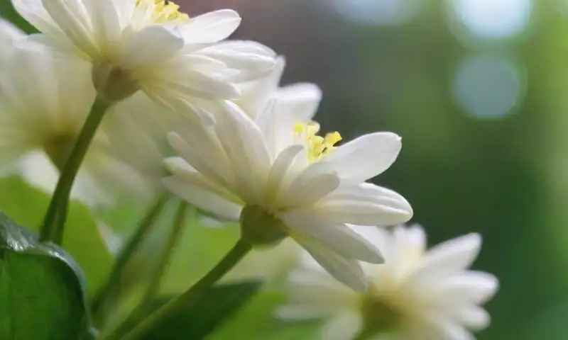 Un vibrante conjunto de flores blancas y hojas verdes brilla bajo la luz del sol en un paisaje primaveral armonioso