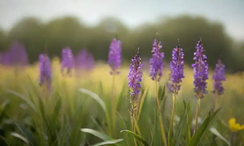 Flores moradas con pétalos delicados y hojas verdes brillan bajo el sol en un paisaje primaveral