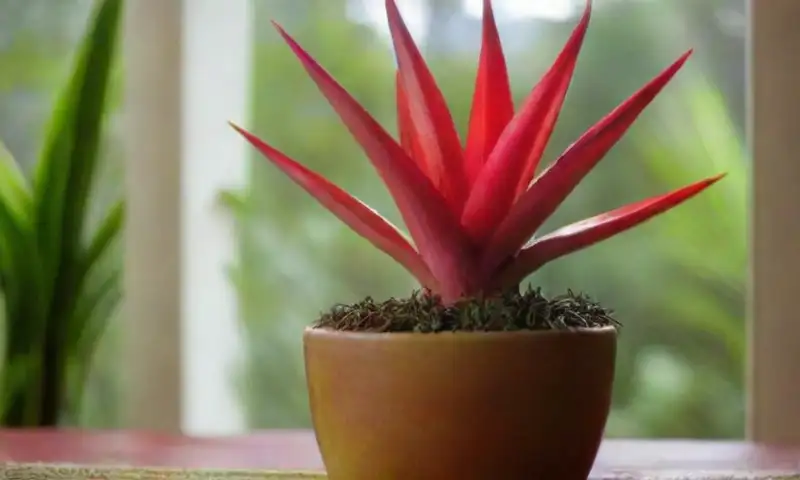 Una vibrante Guzmania lingulata con brácteas rojo y amarillo, hojas verdes brillantes y texturizadas, se asienta en una maceta marrón, iluminada por la luz solar que crea patrones en la mesa de madera
