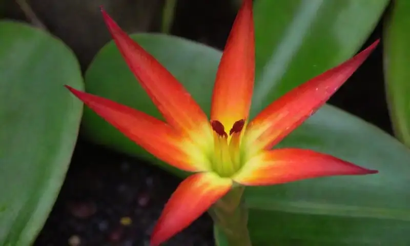 Una exuberante Guzmania lingulata con brácteas rojas, flores amarillas y hojas verdes brillantes en un ambiente tropical cálido y vibrante