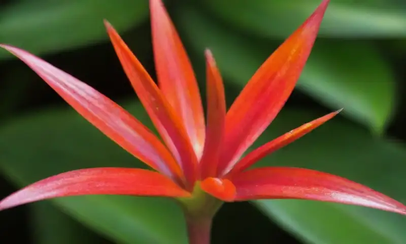 Una flor Guzmania lingulata resplandece en rojo y naranja, rodeada de hojas verdes brillantes y con un juego suave de luz y sombras
