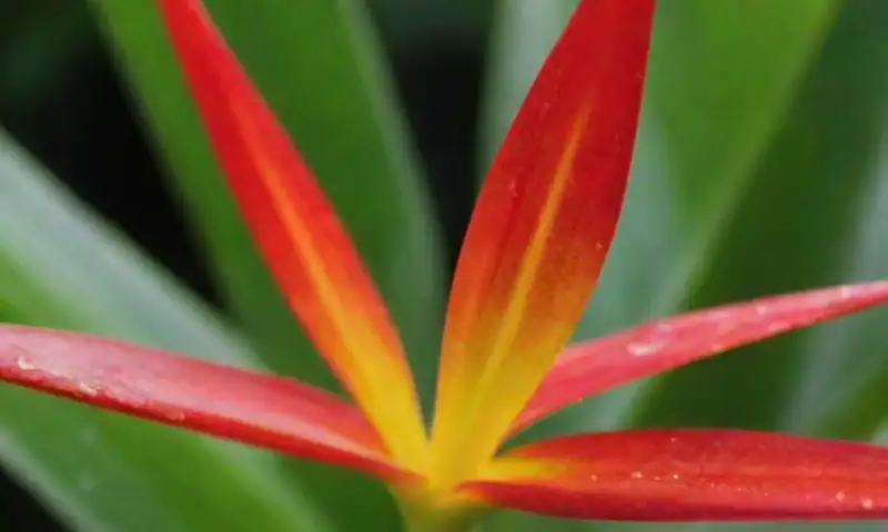 Planta Guzmania lingulata con brácteas rojas y amarillas