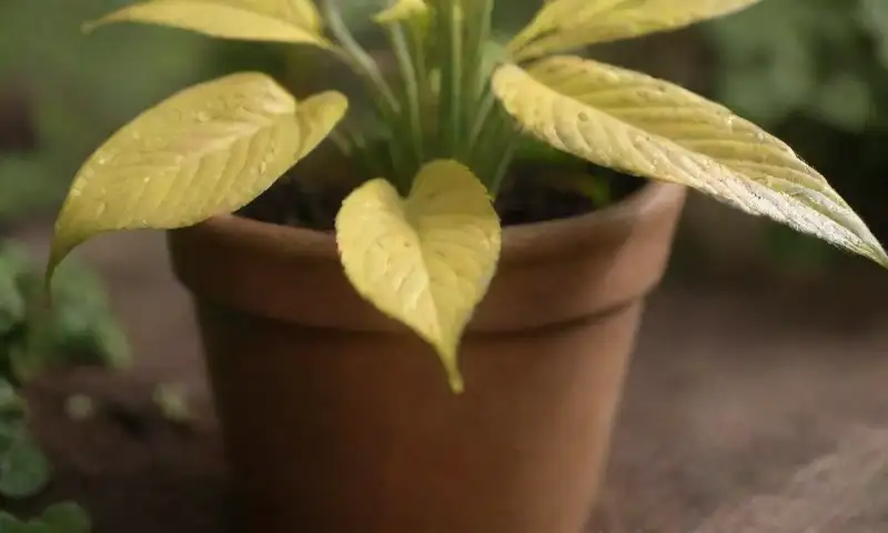 Hojas verdes vibrantes con matices amarillos y gotas de agua, iluminadas por la luz del sol en un entorno natural lleno de detalles